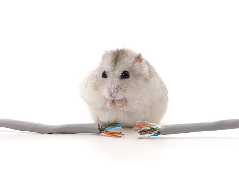 Hamster behind a broken network cable isolated on a white background.