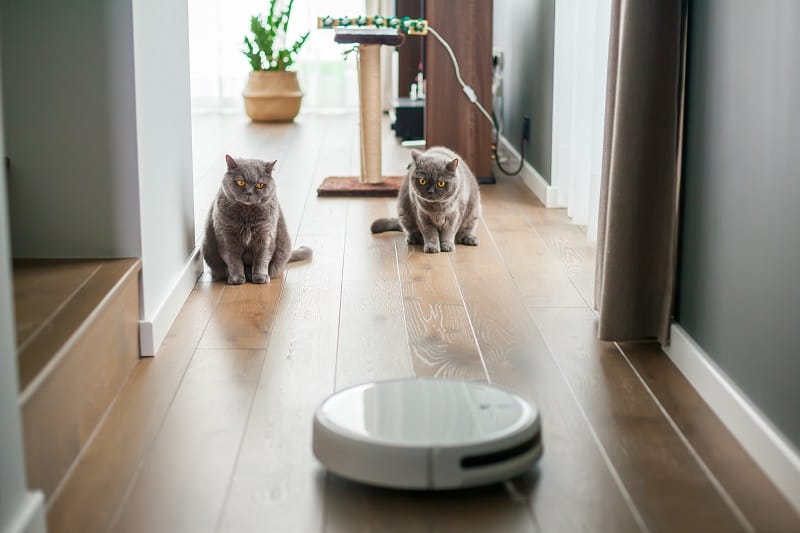 Two gray cats watching the work of the robot vacuum cleaner.