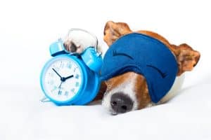 Dog sleeping with an eye mask on next to an alarm clock.