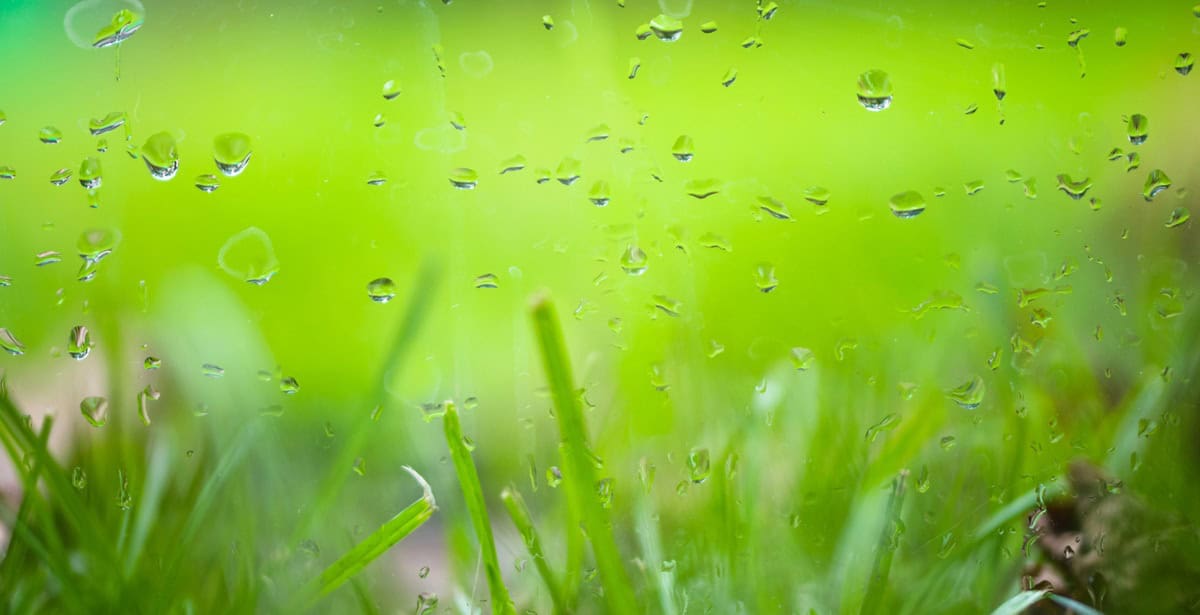 Rainy autumn weather outside the window, rain on grass