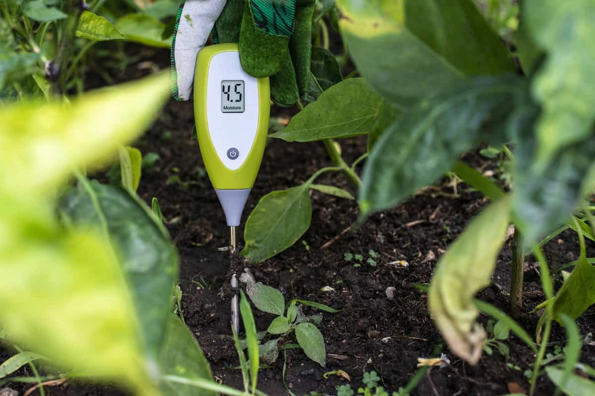 Moisture meter tester in soil. Measure soil for humidity with di