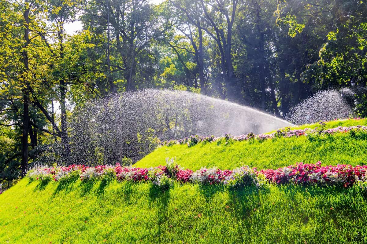 Watering flowers and lawns in the park. Watering the plants. Watering flowers in summer hot weather