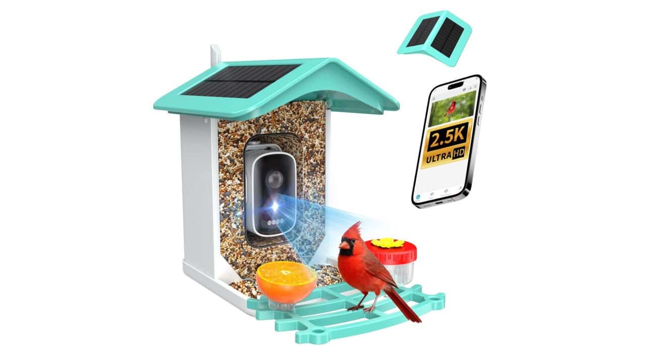 5. Budget Bird Feeder With No Subscription